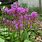 Potted Dodecatheon Meadia