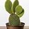 Potted Prickly Pear Cactus