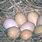 Prairie Chicken Eggs