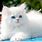 Pretty White Fluffy Cat