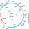 Ptt5 Plasmid