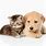 Puppy and Kitty Pictures