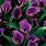 Purple Arum Lily