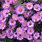 Purple Aster Perennial Flowers