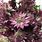 Purple Astrantia