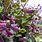 Purple Bean Flower