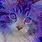 Purple Cat Art