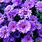 Purple Flower Desktop