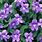 Purple Flower Shade Plant