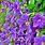 Purple Flower Vine Clematis