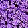 Purple Flower Wallpaper Laptop