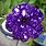 Purple Galaxy Flower