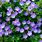 Purple Geranium Rozanne