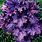 Purple Heuchera Varieties