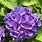 Purple Hydrangea Flowers