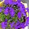 Purple Lobelia Plant