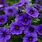 Purple Petunias Flowers