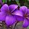 Purple Plumeria