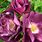 Purple Rhapsody Rose