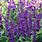 Purple Salvia Flower Perennial