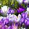 Purple Spring Flowers Wallpaper