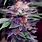 Purple Strains of Marijuana