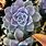 Purple Succulent Cactus