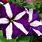 Purple and White Striped Flowers