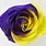 Purple and Yellow Roses