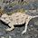 Pygmy Short-Horned Lizard