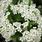 Pyracantha Flowers