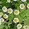 Pyrethrum Flower