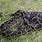 Python Snake Florida