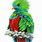 Quetzal Bird Art Print