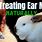 Rabbit Ear Mite Treatment