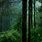 Rain Forest Live Wallpaper