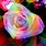 Rainbow Roses Pictures