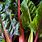 Rainbow Swiss Chard