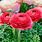Ranunculus Rose