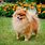 Rare Toy Dog Breeds