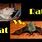 Rat vs Bat
