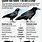 Raven vs Crow Symbolism