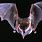 Real Bat Wings