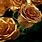Real Roses in Gold