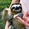 Really Cute Baby Sloths