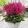 Red Astilbe Plants