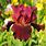 Red Bearded Iris