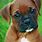 Red Boxer Puppy