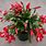Red Christmas Cactus Plant