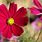 Red Cosmos Flowers